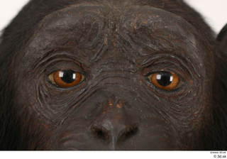  Chimpanzee Bonobo eye 0001.jpg